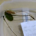 SITE14 ques_ribbon-leaf_Pondweed